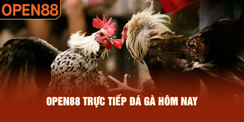 Đá gà open88 cập nhật nhanh nhất