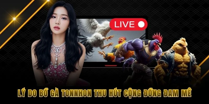 Lý do bồ gà Tonnhon thu hút cộng đồng đam mê